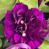 14K Gold Crystal Flower Hoop